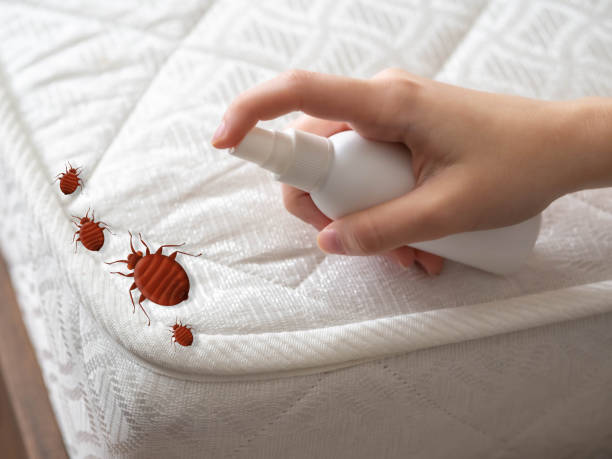 Best Flea Control Services  in Grafton, ND