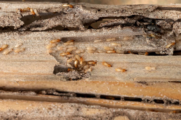 Best Insect Control  in Grafton, ND